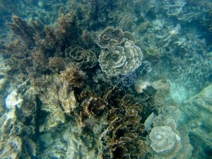 2015 WA Coral Bay Snorkling 1