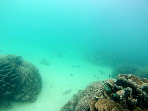 2015 WA Coral Bay Snorkling 2