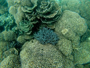 2015 WA Coral Bay Snorkling 3