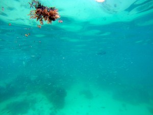 2015 WA Coral Bay Snorkling 4