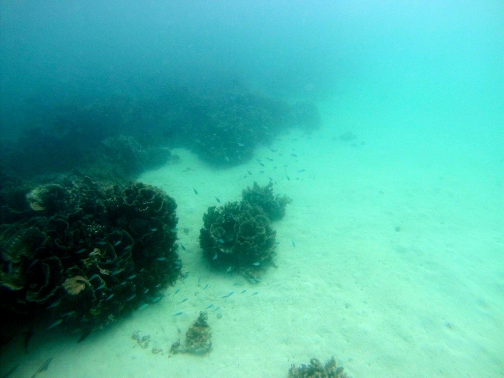2015 WA Coral Bay Snorkling 5