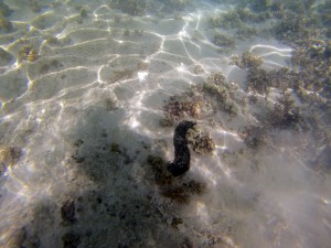 2015 WA Coral Bay Snorkling 6