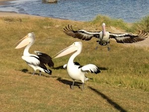 2015 WA Kalbarri Pelican Feeding 11