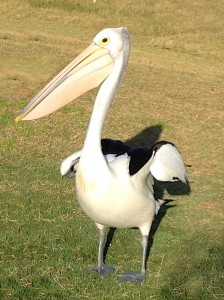 2015 WA Kalbarri Pelican Feeding 15