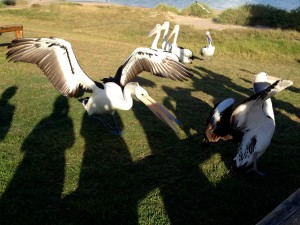 2015 WA Kalbarri Pelican Feeding 16