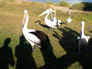 2015 WA Kalbarri Pelican Feeding 17