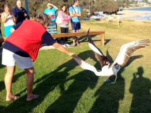 2015 WA Kalbarri Pelican Feeding 18