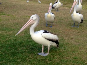 2015 WA Kalbarri Pelican Feeding 20