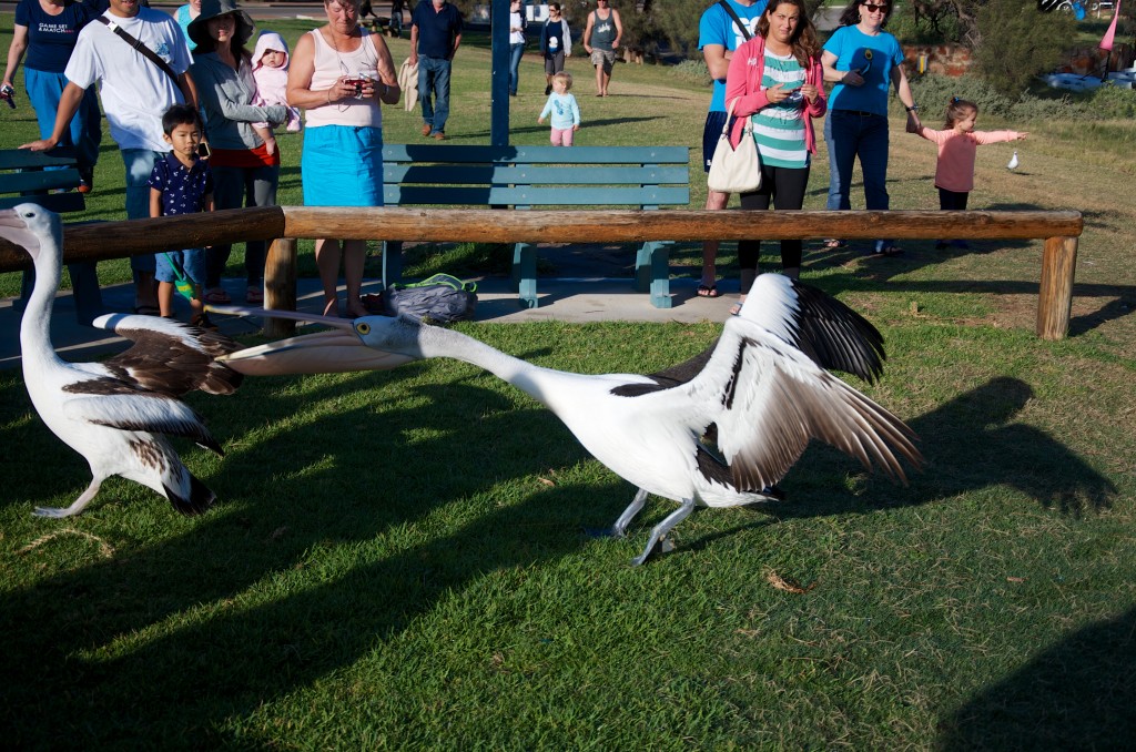 2015 WA Kalbarri Pelican Feeding 5