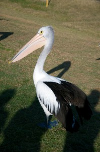2015 WA Kalbarri Pelican Feeding 6