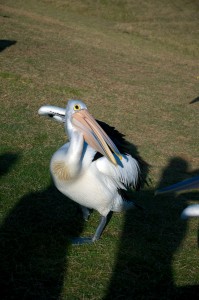 2015 WA Kalbarri Pelican Feeding 7