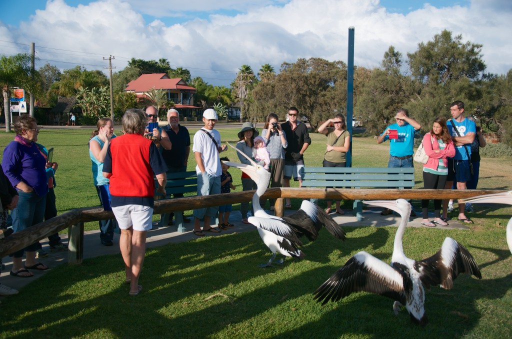 2015 WA Kalbarri Pelican Feeding 8