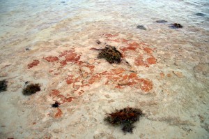 2015 WA Stromatolites of Hamelin Pool 2