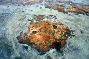 2015 WA Stromatolites of Hamelin Pool 3
