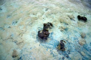 2015 WA Stromatolites of Hamelin Pool 4