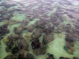 2015 WA Stromatolites of Hamelin Pool 7